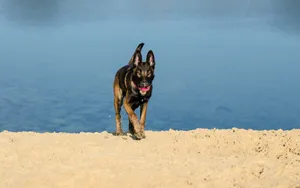 比利时玛利诺犬图片_8