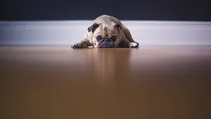 忠诚的狗狗图片壁纸_6