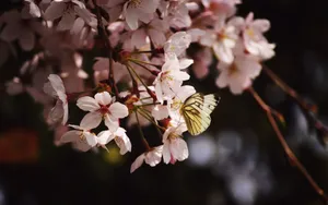 花间蝴蝶图片壁纸_3