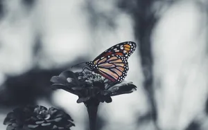 花间蝴蝶图片壁纸_6