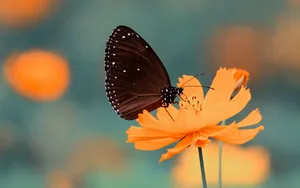 花间蝴蝶图片壁纸_12
