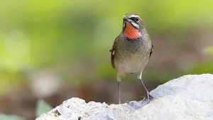 红点颏图片_9