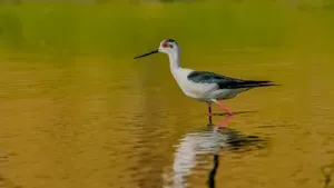 黑翅长脚鹬图片_4