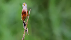 震旦鸦雀图片_4