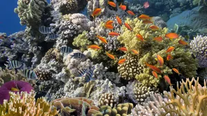 海底珊瑚鱼群图片_3