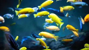 海底珊瑚鱼群图片_7