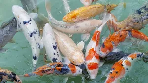 观赏鱼锦鲤图片