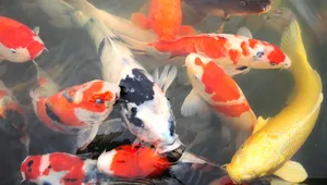 观赏鱼锦鲤图片_2