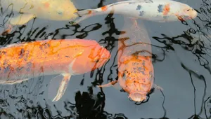 观赏鱼锦鲤图片_8
