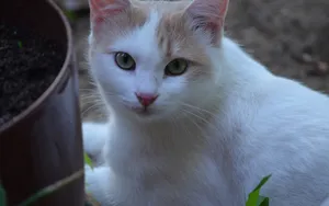 白色小猫咪图片_2