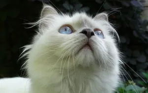 白色小猫咪图片_3