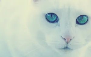 白色小猫咪图片_4