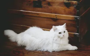白色小猫咪图片_5