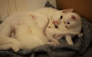 白色小猫咪图片_7