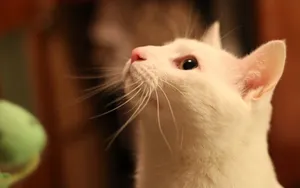 白色小猫咪图片_8