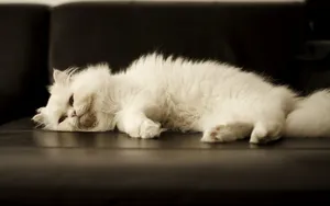 白色小猫咪图片_10