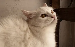 白色小猫咪图片_11