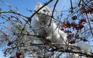 白色小猫咪图片_12