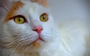 白色小猫咪图片_13