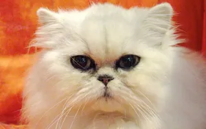 白色小猫咪图片_14