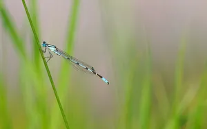 蜻蜓图片壁纸_6