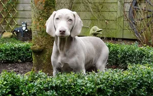 威玛猎犬图片