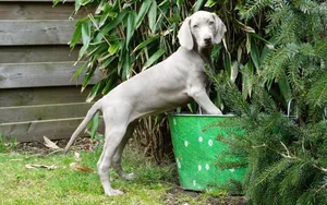 威玛猎犬图片_2