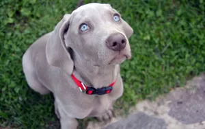 威玛猎犬图片_6