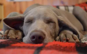 威玛猎犬图片_8
