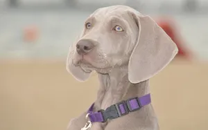 威玛猎犬图片_11