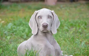 威玛猎犬图片_13