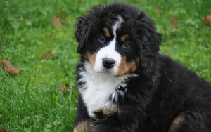 伯恩山犬图片_3
