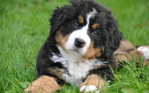 伯恩山犬图片_4