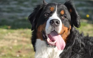 伯恩山犬图片_6