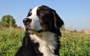 伯恩山犬图片_8