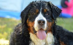伯恩山犬图片_10