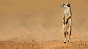 哺乳动物狐獴图片_2