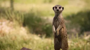 哺乳动物狐獴图片_5