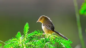 小鸟柳莺图片_12