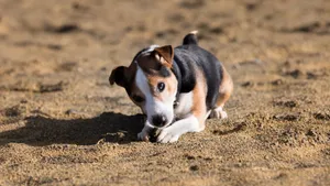 可爱的比格犬图片_3