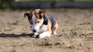 可爱的比格犬图片_4