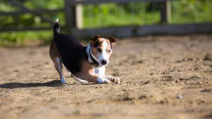 可爱的比格犬图片_6