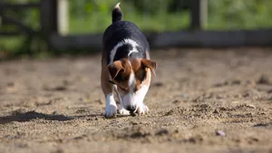 可爱的比格犬图片_7