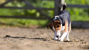 可爱的比格犬图片_8