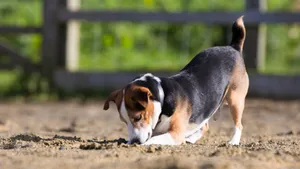 可爱的比格犬图片_9