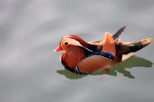 动物鸳鸯图片壁纸_4