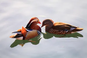 动物鸳鸯图片壁纸_5