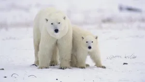 北极熊图片_6