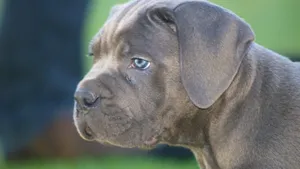 意大利卡斯罗犬图片_2