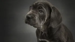 意大利卡斯罗犬图片_3